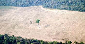 Deforestation in Brazilian Amazon reaches highest level