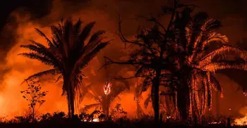 'Leonardo DiCaprio paid for Amazon fires'