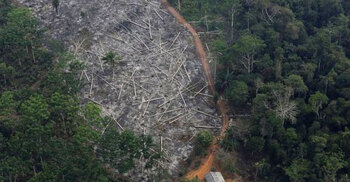 Brazil’s Amazon: Deforestation ‘surges to 12-year high’