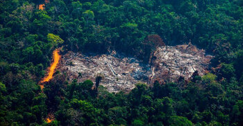 COP26: World leaders promise to end deforestation by 2030
