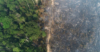 Amazon deforestation: Record high destruction of trees in January