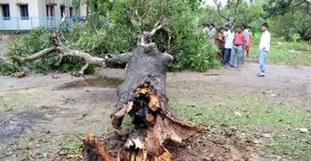 Cyclone Amphan: Septuagenarian dies after tree falls on him