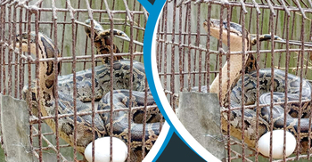 ভুট্টাক্ষেতের জালে আটকা ৮ ফুটের অজগর, দেখতে ভিড়