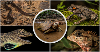 দেশে ১১ প্রজাতির নতুন প্রাণীর সন্ধান