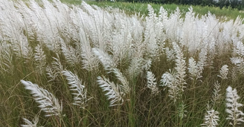 শরতের কাশফুলে অপরূপ ক্যাম্পাস
