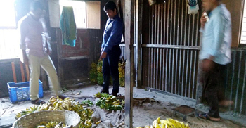 মশার কয়েল দিয়ে পাকানো হয় কাঁচা কলা