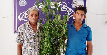 বাড়ির উঠানে গাঁজা চাষ, দুই ভাই কারাগারে
