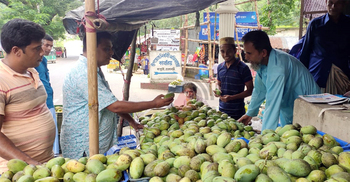 রাঙ্গামাটিতে আম্রপালির ফলনে হতাশ চাষিরা