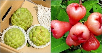 Taiwan threatens to take China to WTO in new spat over fruit