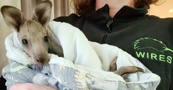 অস্ট্রেলিয়ায় ১৪ ক্যাঙ্গারু হত্যার অভিযোগে ২ কিশোর আটক