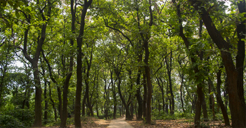 বনের ভেতর ব্যবসায়ীর লাশ