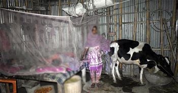 গরুচোর আতঙ্ক, গোয়ালে রাত কাটছে গেরস্থের