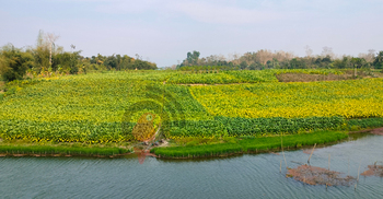পাহাড়ের সমতল যেন তামাক রাজ্য