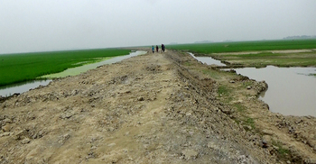 নতুন বাঁধে বুক বাঁধছেন হাওরের কৃষকরা