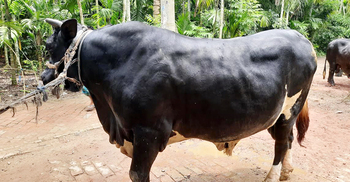 ভৈরব-মধুমতি-সুখীকে নিয়ে চিন্তিত বাগেরহাটের হোসেন