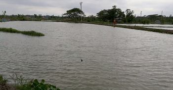 ঘূর্ণিঝড় ইয়াস : জলোচ্ছ্বাসে ভেসে গেছে দুই হাজার মাছের ঘের