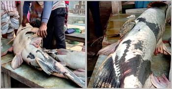 যমুনায় জেলের জালে ৫৫ কেজির বাঘাইড়, ৭৫ হাজারে বিক্রি