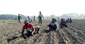 ভালো দাম পাওয়ায় এবারও আলু চাষে ঝুঁকছেন কৃষকরা