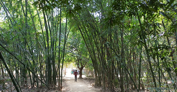 বাঁশ যখন মানুষের বিপদের সঙ্গী!