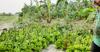 পদ্মার চরজুড়ে কলাচাষে বিপ্লব