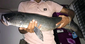 বড়শিতে ধরা পড়লো ১৩ কেজির গজার