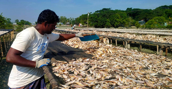 বরগুনার বিষমুক্ত শুঁটকি যাচ্ছে দেশের বিভিন্ন প্রান্তে