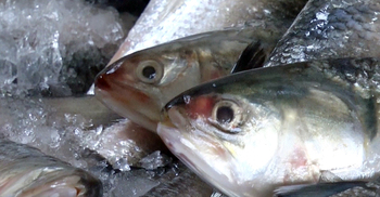 বরগুনায় ধরা পড়ছে ঝাঁকে ঝাঁকে ইলিশ