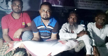 পায়রা নদীতে ধরা পড়লো ১৫ কেজি ওজনের পাঙাশ