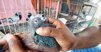 কবুতরকে খাবার দিতে গিয়ে প্রাণ গেল তরুণের