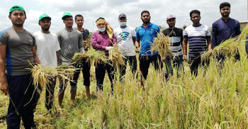 রোজার মধ্যেও ফেনীতে কৃষকের ধান কেটে দিলো যুবলীগ-ছাত্রলীগ