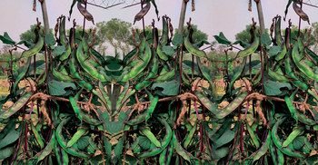 খাটো শিমের নতুন জাত উদ্ভাবন, চাষে লাগবে না মাচা