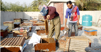 দিনমজুরি ছেড়ে মৌচাষ, মাসে আয় লাখ টাকা
