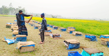 দুর্বৃত্তের বিষে মারা পড়লো ২৫ বাক্স মৌমাছি