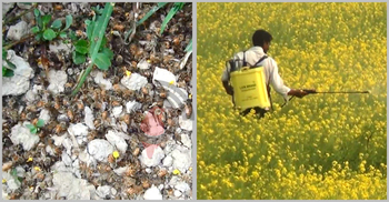 সরিষাক্ষেতের কীটনাশকে মারা যাচ্ছে কোটি কোটি মৌমাছি