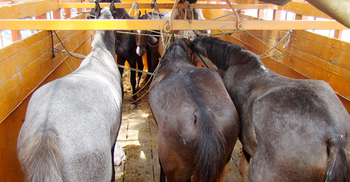 পুলিশের জন্য ভারত থেকে এলো প্রশিক্ষিত ৬ ঘোড়া