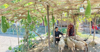 ভেড়া পালন-সবজি চাষে দিনবদলের স্বপ্ন দেখছেন চরবাসী