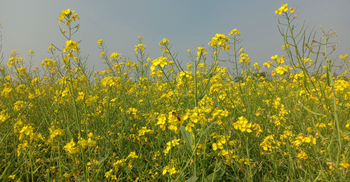 সরিষায় ঝুঁকছেন ভৈরবের কৃষক