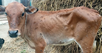 ভৈরবে ৫শ গবাদি পশু লাম্পিং স্কিন ডিজিজে আক্রান্ত