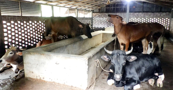 ভোলায় স্থানীয় পশুতে মিটবে কোরবানির চাহিদা