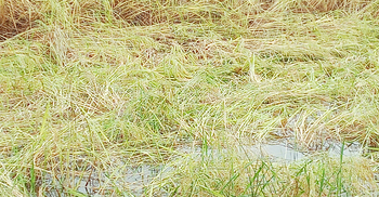 জাওয়াদে কপাল পুড়লো ভোলার ৫৯ হাজার কৃষকের