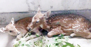 ভোলায় জোয়ারের পানিতে ভেসে এল দুই হরিণ শাবক