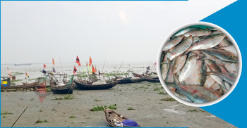 নিষেধাজ্ঞার পর মিলছে না ‘কাঙ্ক্ষিত’ ইলিশ, হতাশ জেলেরা