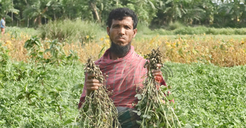 ঘূর্ণিঝড় অশনি: ভোলায় ৫-৬শ হেক্টর জমির ফসল বিনষ্ট