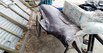 এবার ভোলায় ধরা পড়লো ১০ সেইল ফিশ