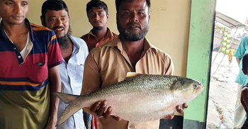 জেলের জালে ৩ কেজি ওজনের রাজা ইলিশ