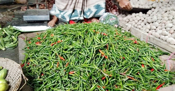 বাড়ছে কাঁচামরিচের আমদানি, কমছে দাম