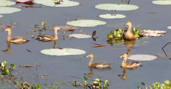 দর্শনার্থীদের জন্য বন্ধ বাইক্কা বিল