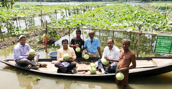 ভাসমান সবজি চাষে নজর কাড়ছে বিল ‘কাশোরার চর’