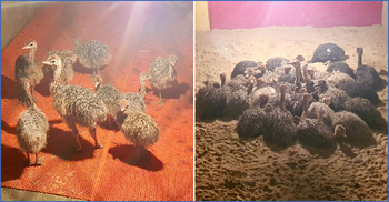 শতাধিক বিদেশি পাখির বাচ্চা উদ্ধার, আটক ৩