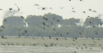 টাঙ্গুয়ার হাওরে আর আগের মতো নেই পরিযায়ী পাখির ডানা ঝাপটানোর শব্দ